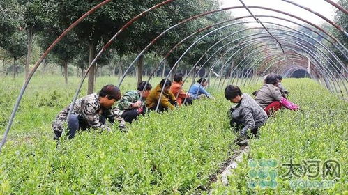 杜鵑花開紅艷艷 葉縣這個苗圃基地每年銷售50多萬棵杜鵑花