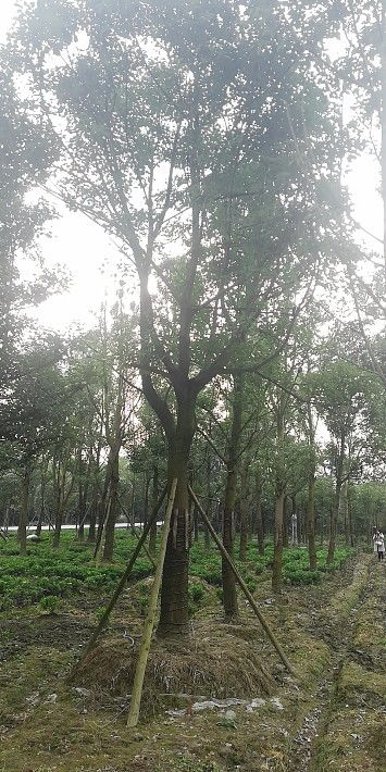 【喬木香樟出售-基地香樟現貨出售】- 