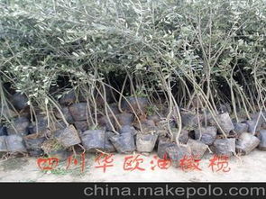 花卉種子種苗供應商,價格,花卉種子種苗批發市場 