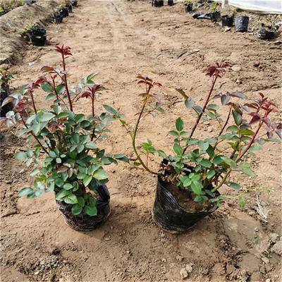 【月季大量批發 月季地被草花】 - 青州市承玉花卉苗木種植專業合作社