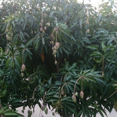 江蘇宿遷苗木種植基地