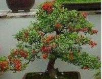 花卉盆景,花木盆景,苗木盆景,觀賞盆景[供應]_盆景_世界工廠網中國產品信息庫