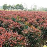 紅葉石楠球
