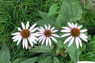 松果菊種植 君誠花卉苗木 在線咨詢 江西松果菊圖片