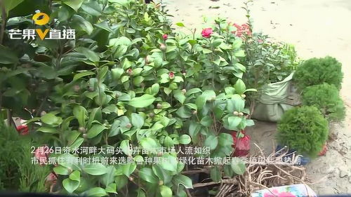人勤春來早 安化苗木銷售旺,掀起春季植樹栽果熱潮