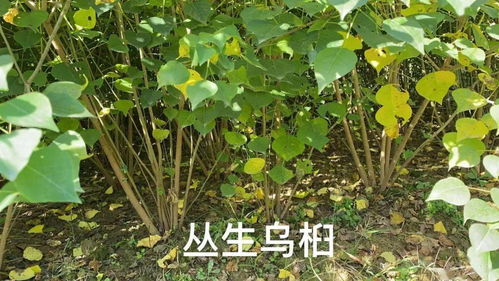 考察重點 2020 中苗會首屆烏桕產業發展論壇