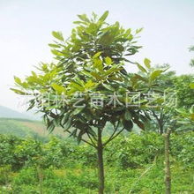 廣玉蘭樹苗 又名大花玉蘭 適合庭院種植 米徑3.5cm供應商 廣玉蘭樹苗 又名大花玉蘭 適合庭院種植 米徑