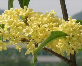 桂花樹圖片 桂花樹種植技術
