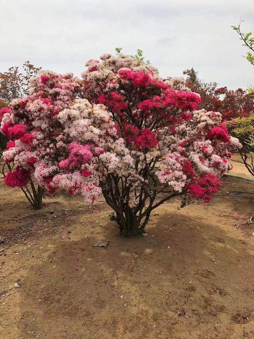 花卉苗木產業數字化進程中誕生的一匹 黑馬 金華花木