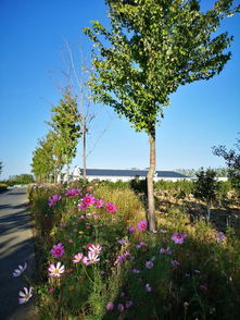 探索花卉產業扶貧新模式