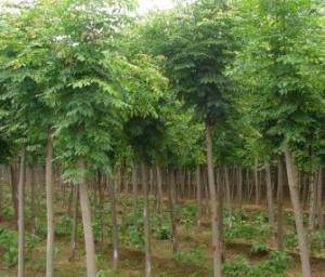【2015】新疆 白蠟_新疆小葉白蠟樹苗價格_新疆白蠟種植基地