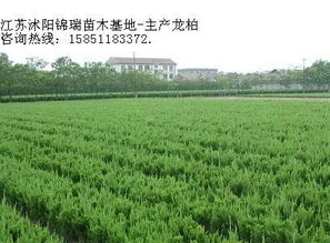 , 生產廠家, 價格