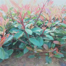 【新型廠區綠化,工廠綠化設計施工,工廠綠化栽植技術指導圖片】新型廠區綠化,工廠綠化設計施工,工廠綠化栽植技術指導 - 青州市茗茜花卉苗木專業合作社