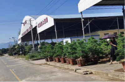 周至縣啞柏鎮:文旅融合 讓千年古鎮展現獨特魅力