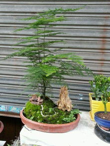 永州市成立花木盆景協會 500多家盆景花木種植戶