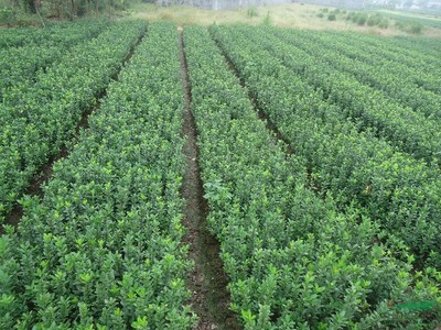 【企業景觀設計方案工廠綠化常用苗木大葉黃楊】價格,廠家,大葉黃楊