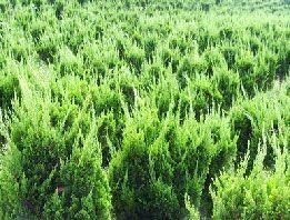 供應山東青州麗穎花卉苗木基地是專業的龍柏種植基地_農副產品_世界工廠網中國產品信息庫